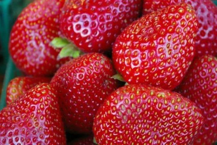 Украинските бежанци не искат да берат финландски ягоди