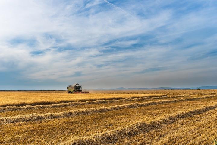 Заради вноса от Украйна: Ядем хляб нискокачествена пшеница, заразена с канцерогенни патогени