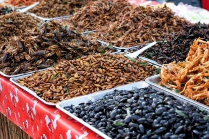 Италиански министър се опълчи на яденето на насекоми